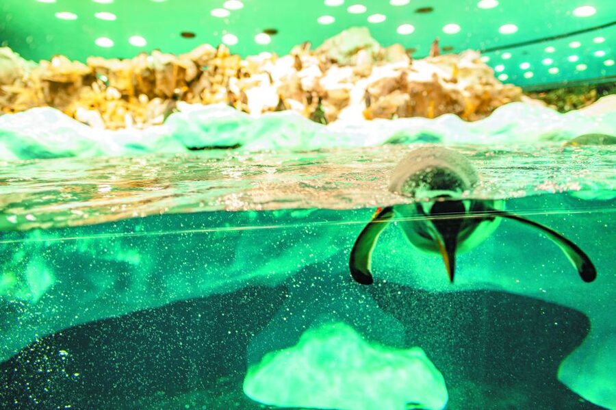 From South Tenerife: Loro Park Zoo Ticket & Hotel Transfers - Key points to know before you book