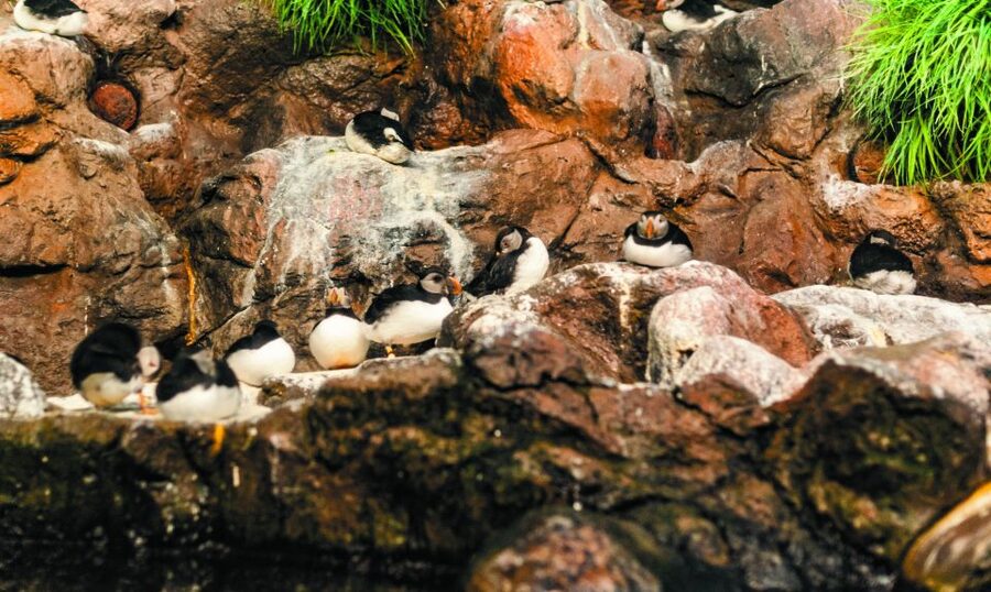 From South Tenerife: Loro Park Zoo Ticket & Hotel Transfers - FAQ