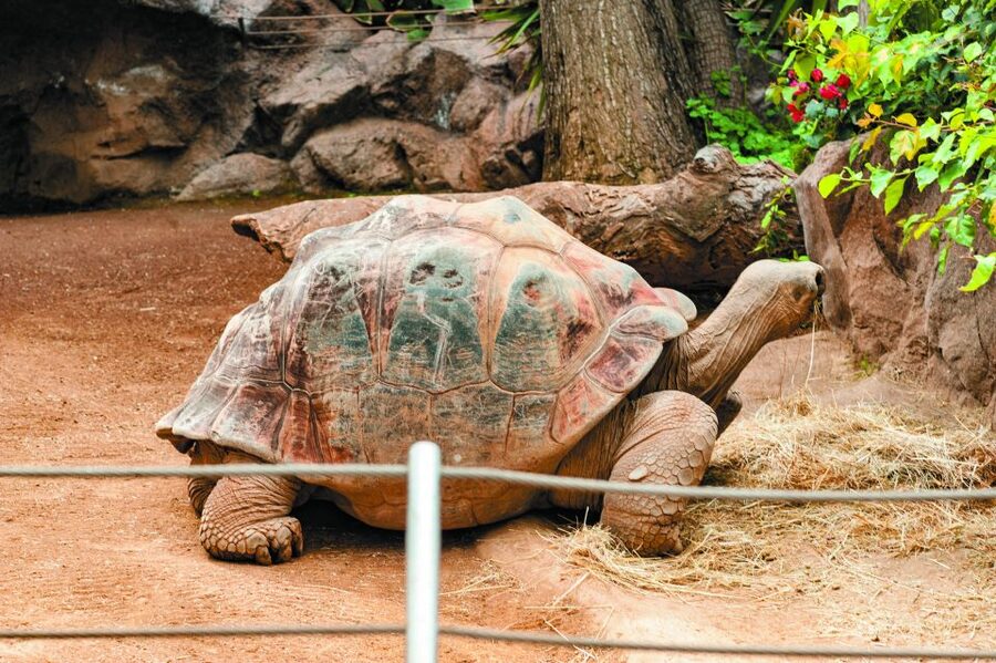 From South Tenerife: Loro Park Zoo Ticket & Hotel Transfers - Orca Ocean and the main presentations