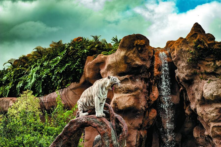 From South Tenerife: Loro Park Zoo Ticket & Hotel Transfers - Katandra TreeTops brings the birds overhead