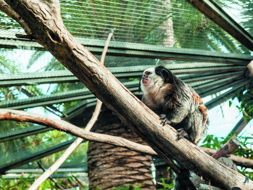 From South Tenerife: Loro Park Zoo Ticket & Hotel Transfers - Who should book this Loro Parque outing?