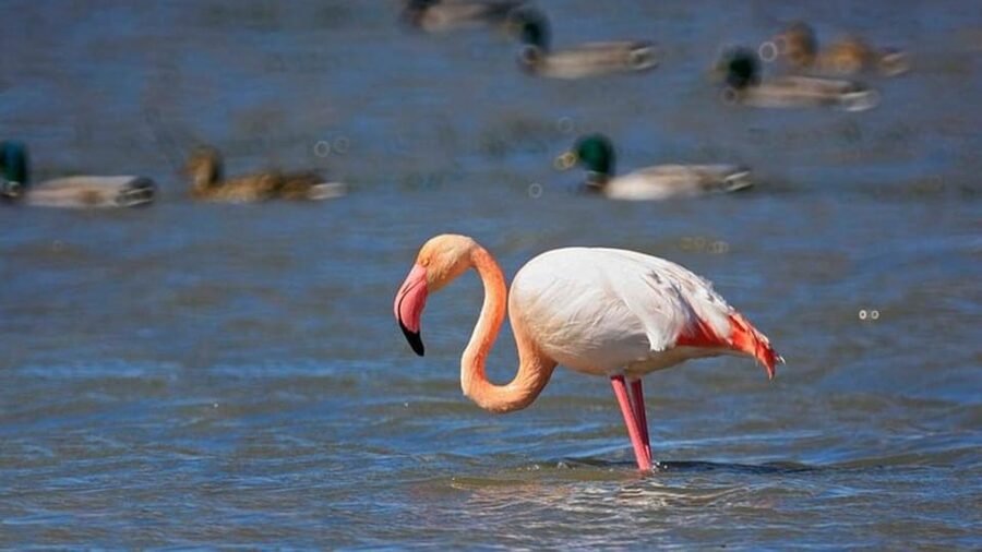 From Valencia: Albufera Day Trip with Boat Tour and Transfer - Morning or afternoon: which departure works better?