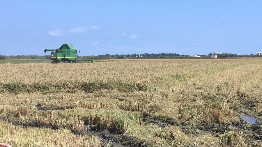 From Valencia: Albufera Day Trip with Boat Tour and Transfer - Guides, language, and the ride from Valencia