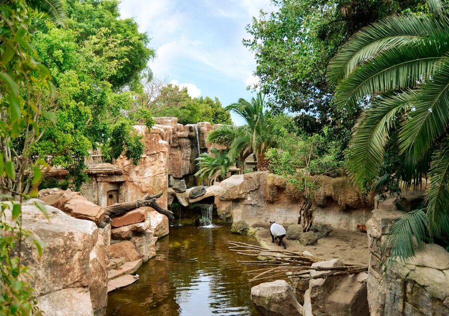 Fuengirola: Bioparc Entrance Ticket - Key Points