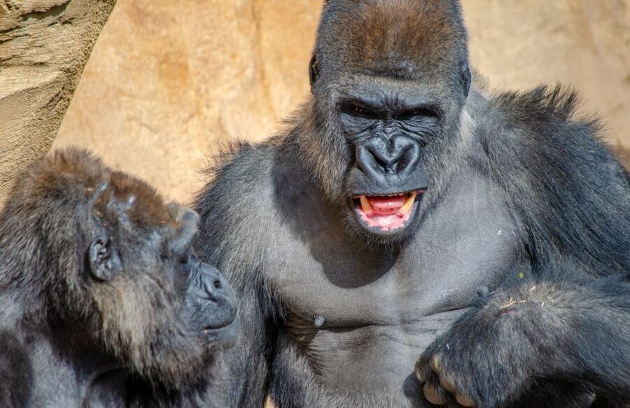 Fuengirola: Bioparc Entrance Ticket - Equatorial Africa: Gorillas, Flamingos, and Forest Paths