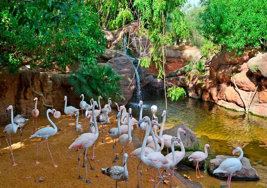 Fuengirola: Bioparc Entrance Ticket - Shows, Feeding Sessions, and Flying Birds