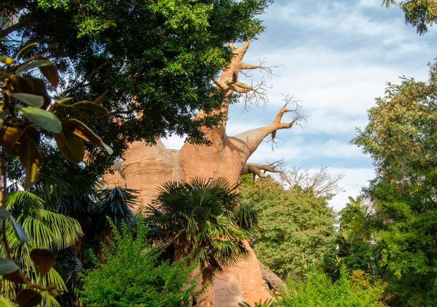 Fuengirola: Bioparc Entrance Ticket - Food, Shade, and Time Inside the Park