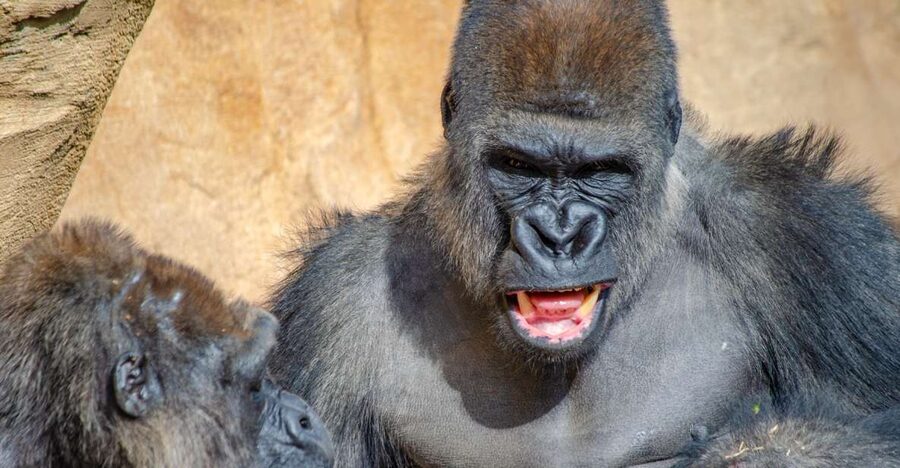 Fuengirola: Bioparc Entrance Ticket - Start With Madagascar and the Lemur Walk-Through