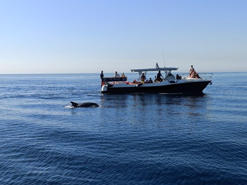 Fuengirola: Fantastic Dolphin Watching Yacht Tour with Drink - Views of the Costa del Sol from the water