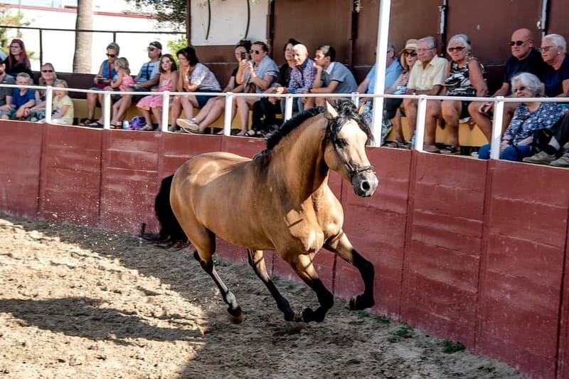 Fuengirola: Spanish Horse Show with Optional Dinner/Flamenco - Paella dinner in the Sanchez family trophy room