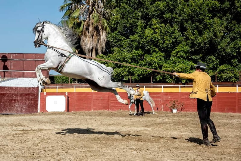 Fuengirola: Spanish Horse Show with Optional Dinner/Flamenco - Choosing among the ticket options