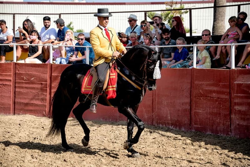 Fuengirola: Spanish Horse Show with Optional Dinner/Flamenco - Getting there by bus from the Costa del Sol