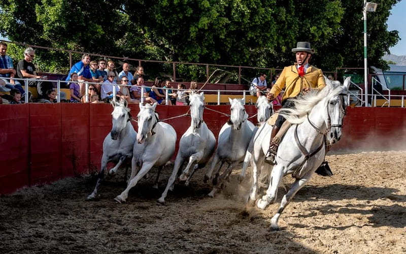 Fuengirola: Spanish Horse Show with Optional Dinner/Flamenco - What families should know