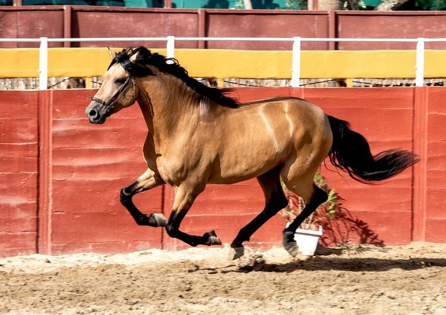 Fuengirola: Spanish Horse Show with Optional Dinner/Flamenco - Languages, timing, and practical comfort