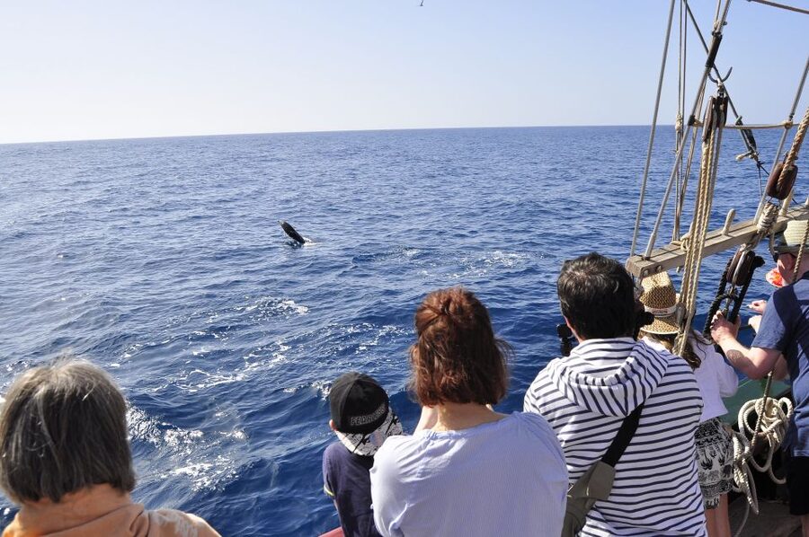 Fuerteventura: 4-Hour Pirate Sailing Adventure - Raising Sails and Hunting for Treasure