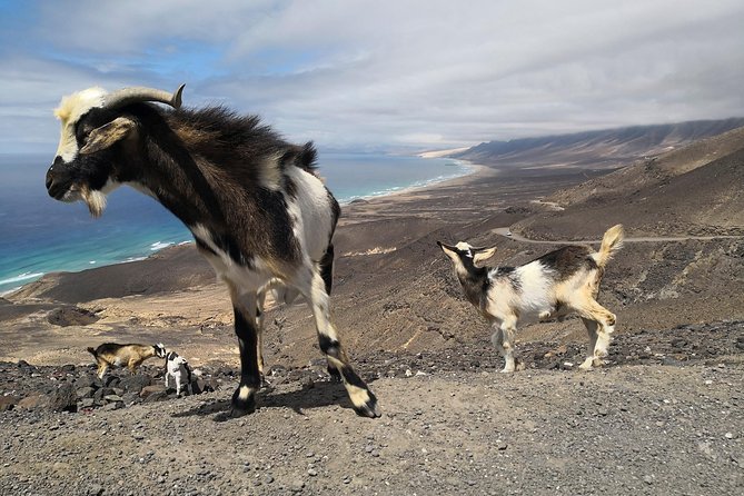 Fuerteventura: Cofete Beach and "Villa Winter" VIP Tour - Is the $66.52 price good value?