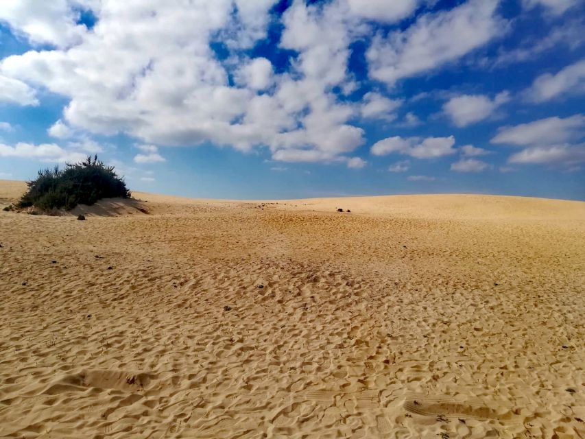 Fuerteventura: Corralejo Sand Dunes Guided Shore Excursion - Who will enjoy this Fuerteventura outing?