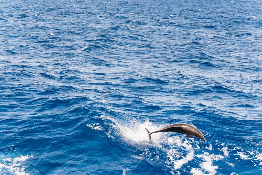 Fuerteventura: Glass Bottom Boat Cruise with Lunch & Drinks - Watching dolphins, whales, turtles, and flying fish