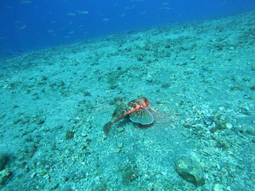 Fuerteventura: Guided Snorkeling in La Lajita with Pickup - The underwater photos and the extra cost