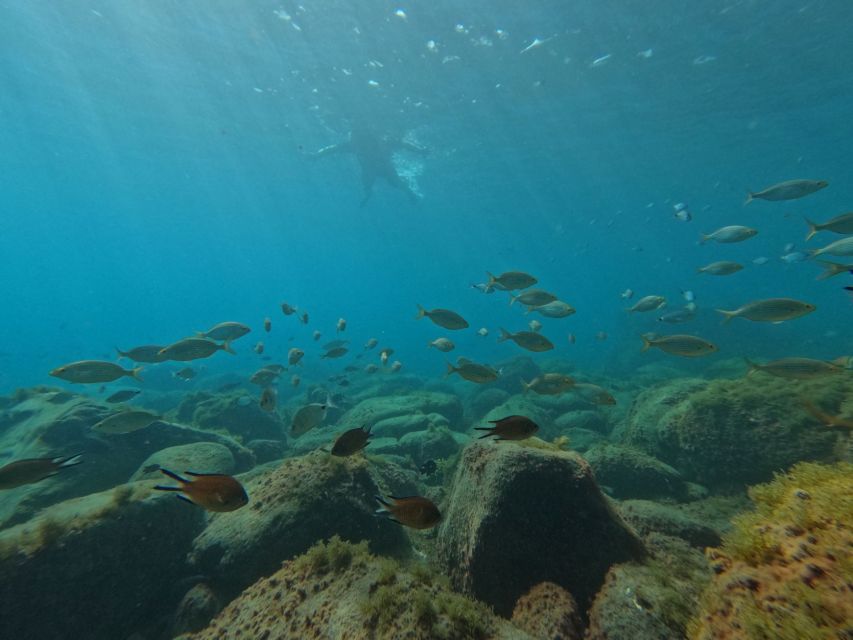 Fuerteventura: Guided Snorkeling in La Lajita with Pickup - Learning to snorkel without feeling rushed