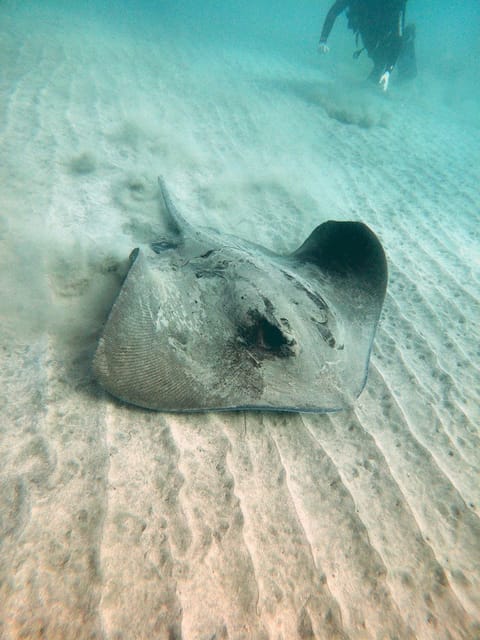 Fuerteventura: Introduction to Scuba Diving - Should you book this Fuerteventura scuba experience?
