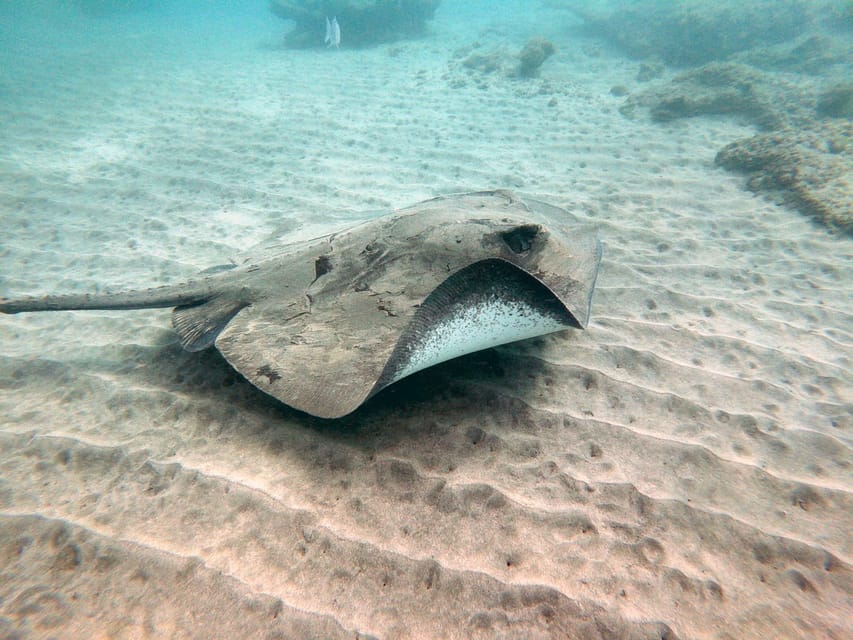 Fuerteventura: Introduction to Scuba Diving - The guides make the difference