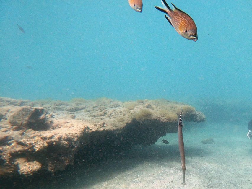 Fuerteventura: Introduction to Scuba Diving - Who will enjoy this most