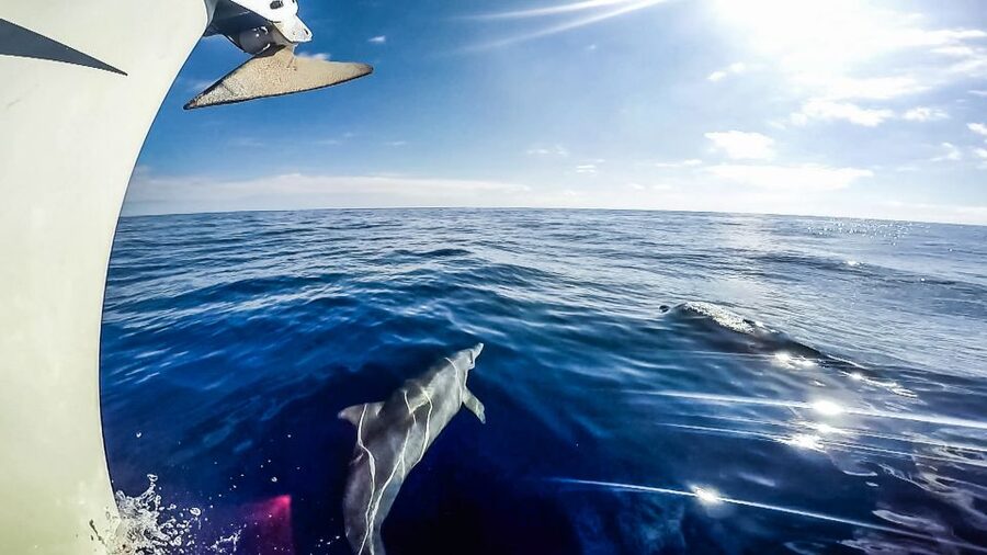 Fuerteventura: Sailing with Snorkeling and Dolphin Watching - The swim and snorkeling stop near Morro Jable