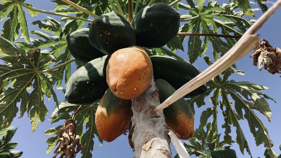 Fuerteventura: Tapas and Local Life Guided Tour - Five details that shape the day