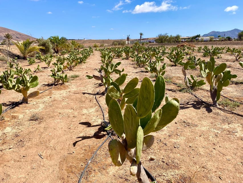 Fuerteventura: Tapas and Local Life Guided Tour - Should you book it?