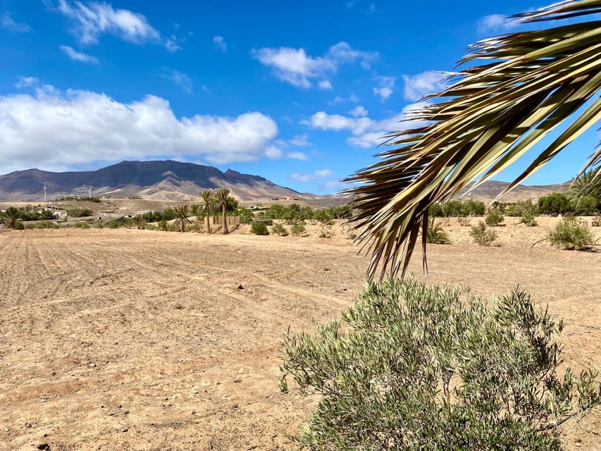 Fuerteventura: Tapas and Local Life Guided Tour - Green mojo made before you taste it