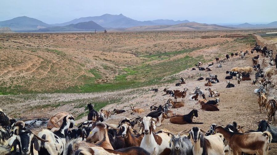 Fuerteventura: Tapas and Local Life Guided Tour - The ride back and the five-hour rhythm