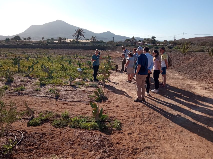 Fuerteventura: Tapas and Local Life Guided Tour - A southern pickup and a 45-minute ride inland