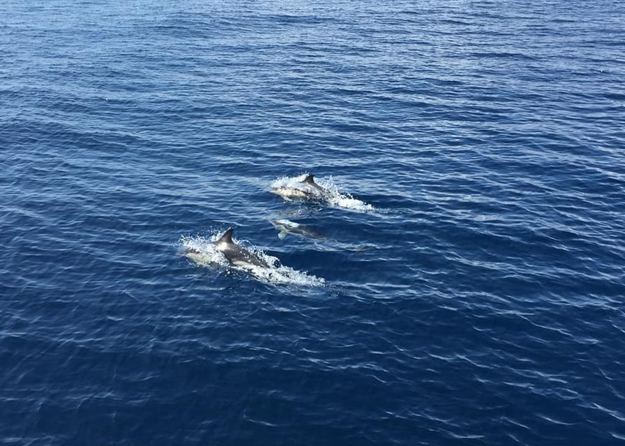 Fuerteventura: Whale & Dolphin Watching Boat Tour with Guide - What happens when whales appear