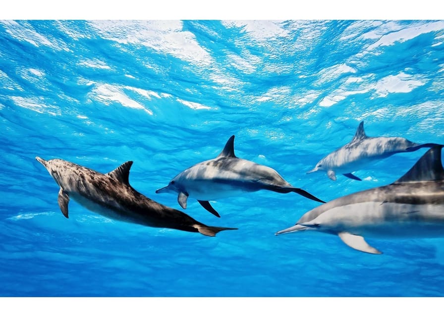 Fuerteventura: Whale & Dolphin Watching Boat Tour with Guide - Searching for dolphins in open water