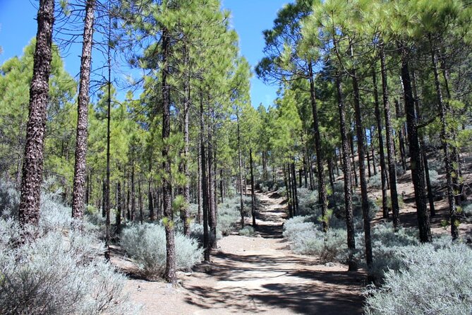 Full day Hiking Gran Canaria Peaks of Gran Canaria - Why this mountain day is worth your time