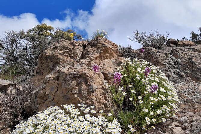 Full day Hiking Gran Canaria Peaks of Gran Canaria - A pace that suits mixed abilities