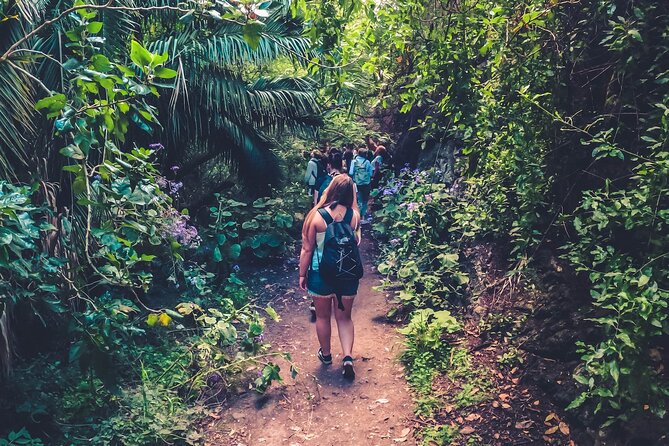 Full Day Rainforest Tour with Tasting and Swimming Time ツ - Key points at a glance