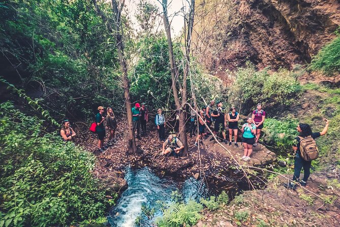 Full Day Rainforest Tour with Tasting and Swimming Time ツ - Firgas and the island’s water story