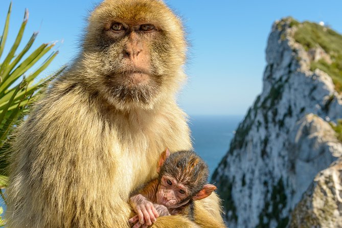Gibraltar Inside Out Intermediate Tour 3.30hrs - A fast introduction to Gibraltar and the Rock