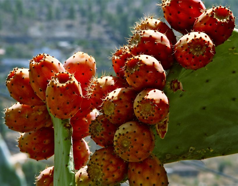 Gran Canaria: 6-Hour Teror and San Mateo Markets Tour - Teror’s church, balconies, and market square