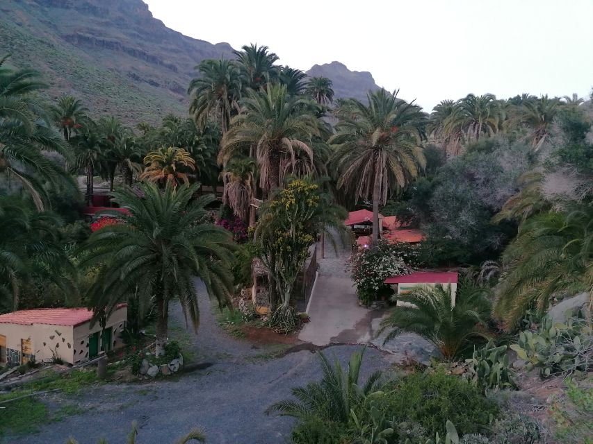 Gran Canaria: Camel Ride at Camel Safari Park - Riding through the Oasis of the 1,000 Palms