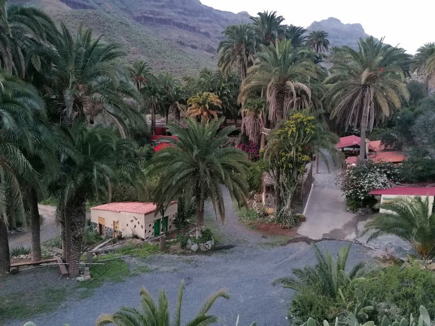 Gran Canaria: Camel Ride at Camel Safari Park - What the recent feedback tells me