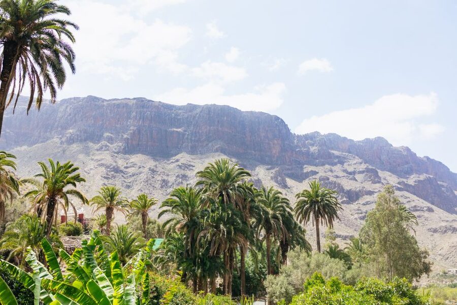 Gran Canaria: Camel Ride Safari w/ Optional Food & Transport - Key points at a glance