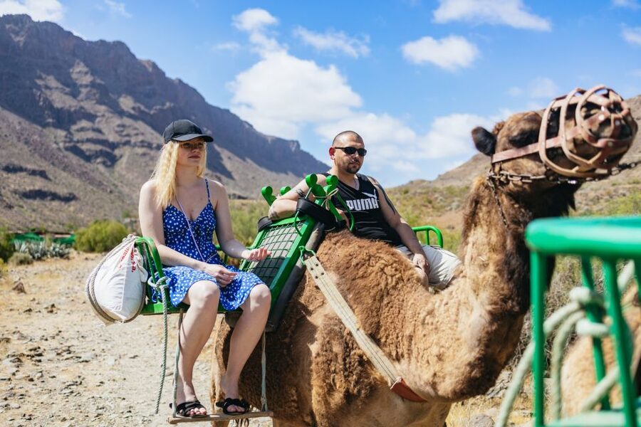Gran Canaria: Camel Ride Safari w/ Optional Food & Transport - A camel safari in Gran Canaria’s palm valley