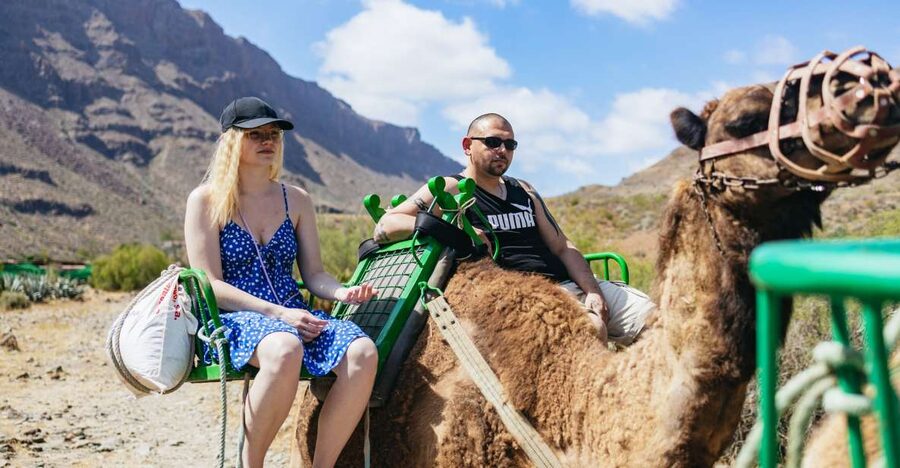 Gran Canaria: Camel Ride Safari w/ Optional Food & Transport - Meeting the camels and farm animals