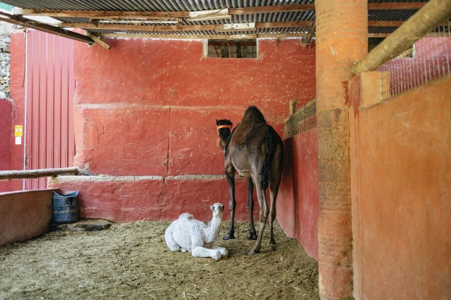 Gran Canaria: Camel Ride Safari w/ Optional Food & Transport - What the one-hour camel ride feels like