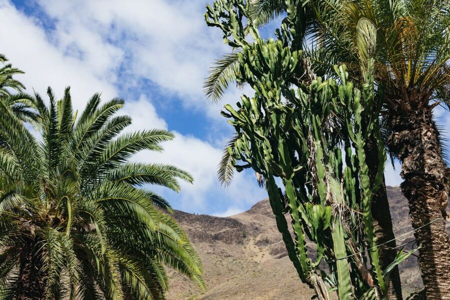 Gran Canaria: Camel Ride Safari w/ Optional Food & Transport - Timing, transfers, and the value of the package