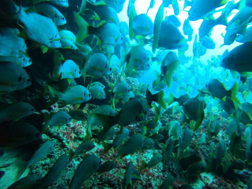 Gran Canaria: Discover Scuba Diving - Free Transfers - The staff and the feel of the session