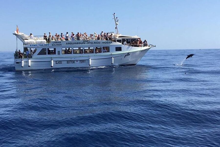 Gran Canaria: Dolphin and Whale Watching Cruise - Key points to know before you sail